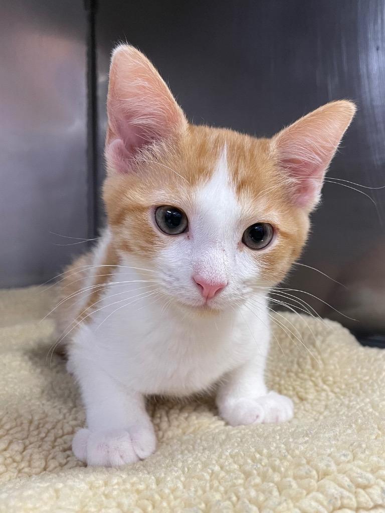 Windsor, Adopted, Kitten Male Domestic Short Hair.