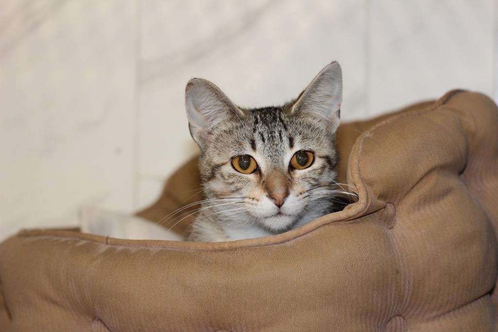 Luna Quinn, a Adoptable mixed breed in Rockford, IL image 1/2