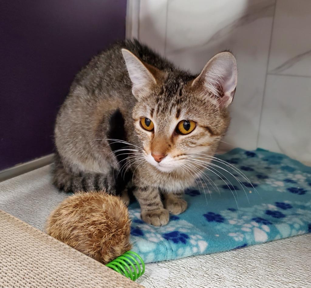 Luna Quinn, a Adoptable mixed breed in Rockford, IL image 2/2