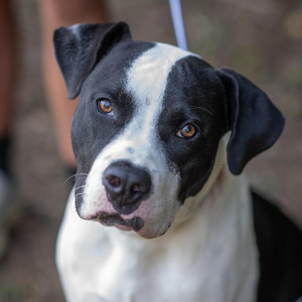 Enlarge TONKA-31046, a Adoptable Pit Bull Terrier in Bartlett, TN image 1/2