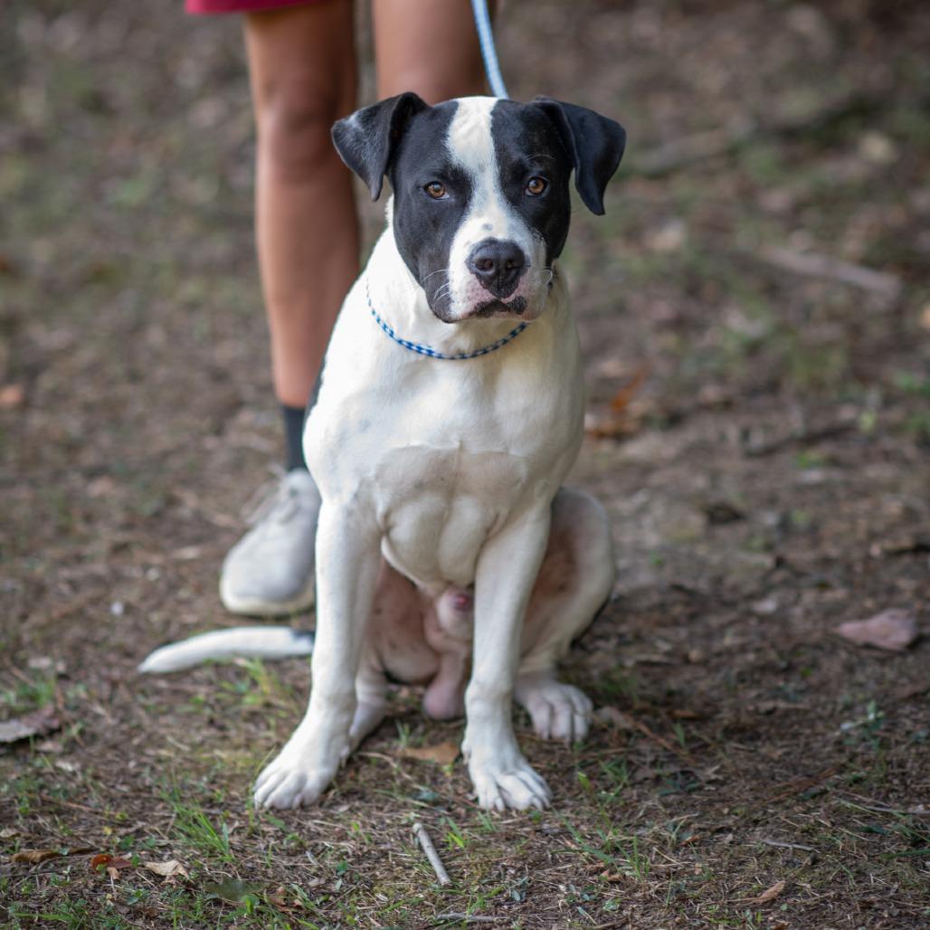 Enlarge TONKA-31046, a Adoptable Pit Bull Terrier in Bartlett, TN image 2/2