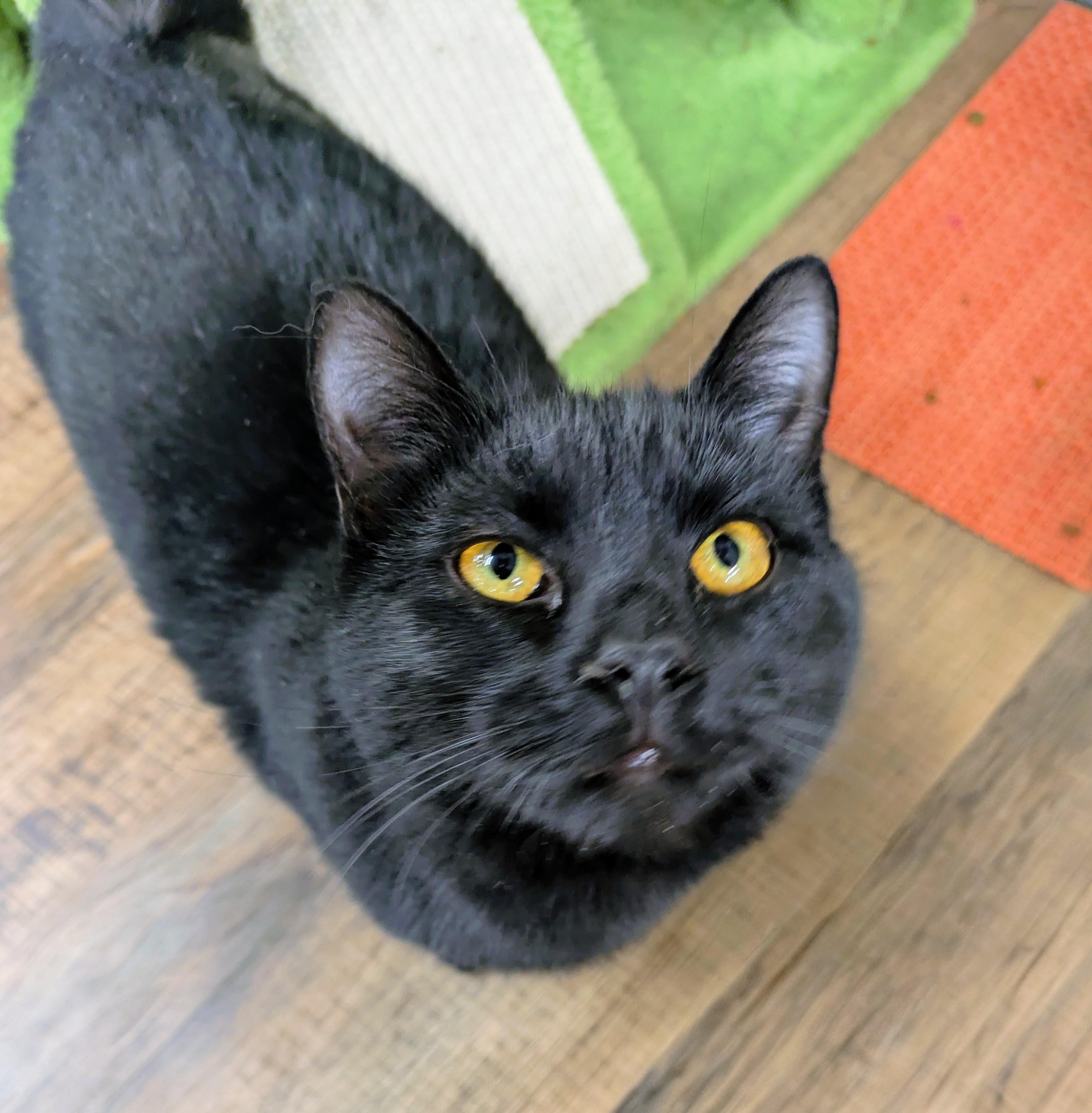 Enlarge Glinda, an adoptable mixed breed in Frederick, MD image 1/1