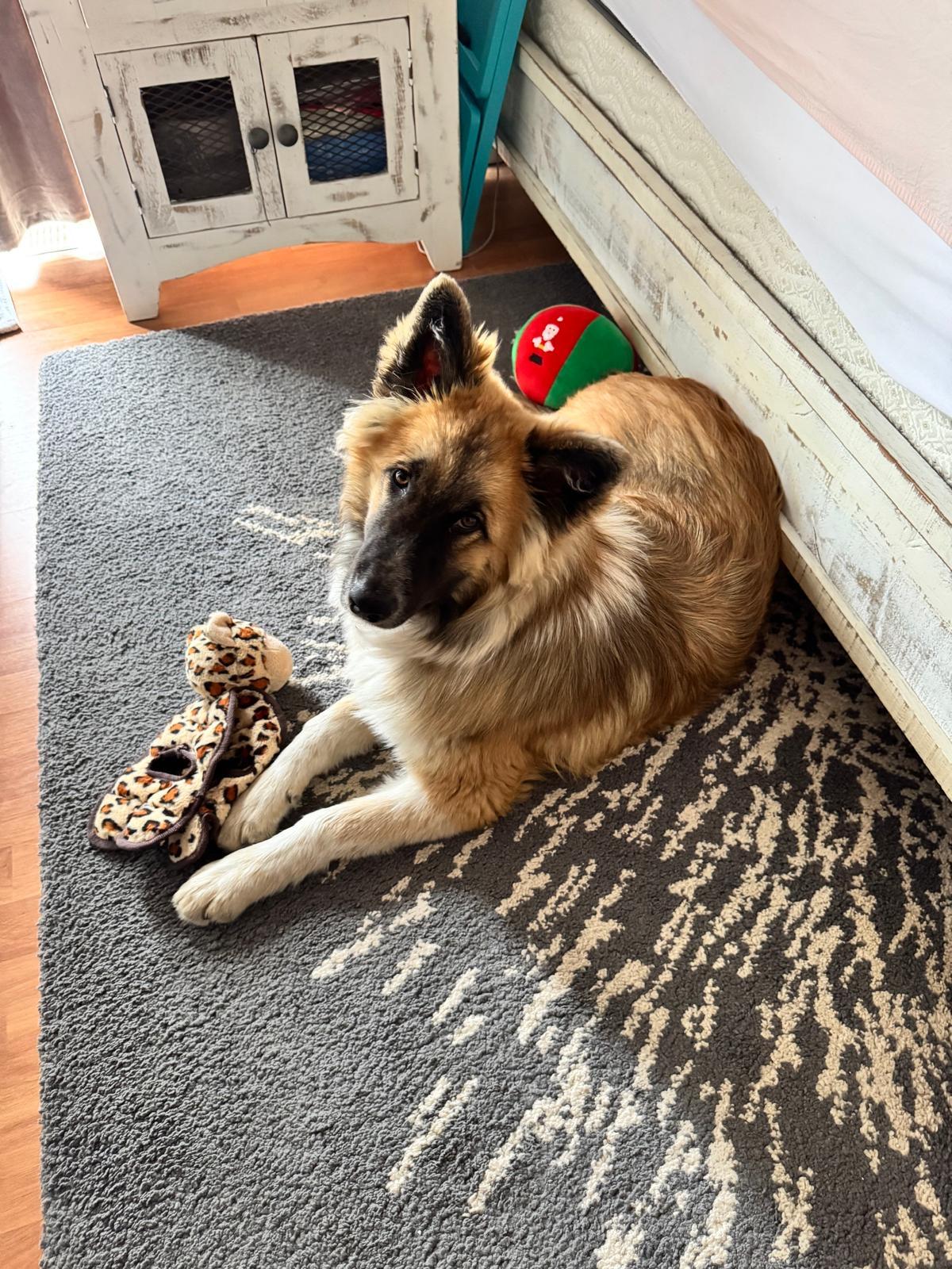 Enlarge Rudy, a ADOPTABLE mixed breed in Newmarket, ON image 3/5