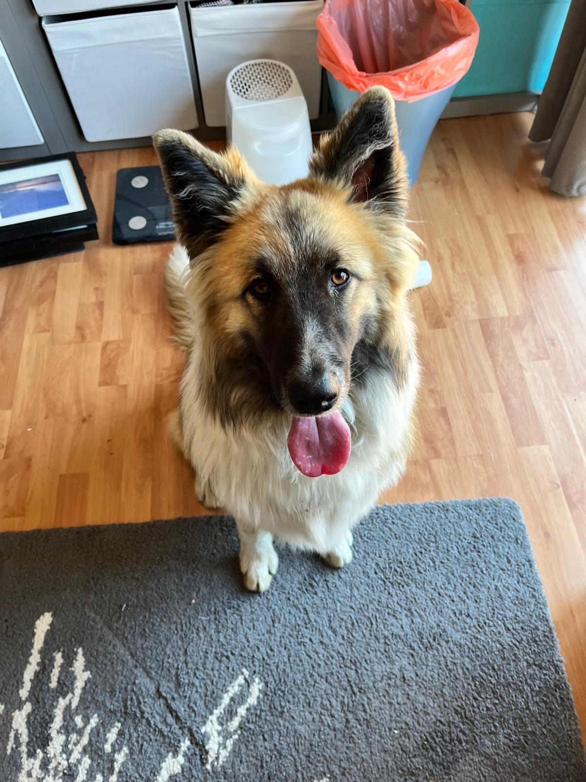 Enlarge Rudy, a ADOPTABLE mixed breed in Newmarket, ON image 5/5
