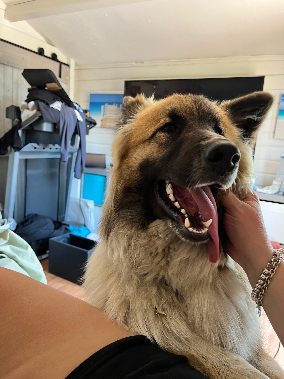 Enlarge Rudy, a ADOPTABLE mixed breed in Newmarket, ON image 1/5