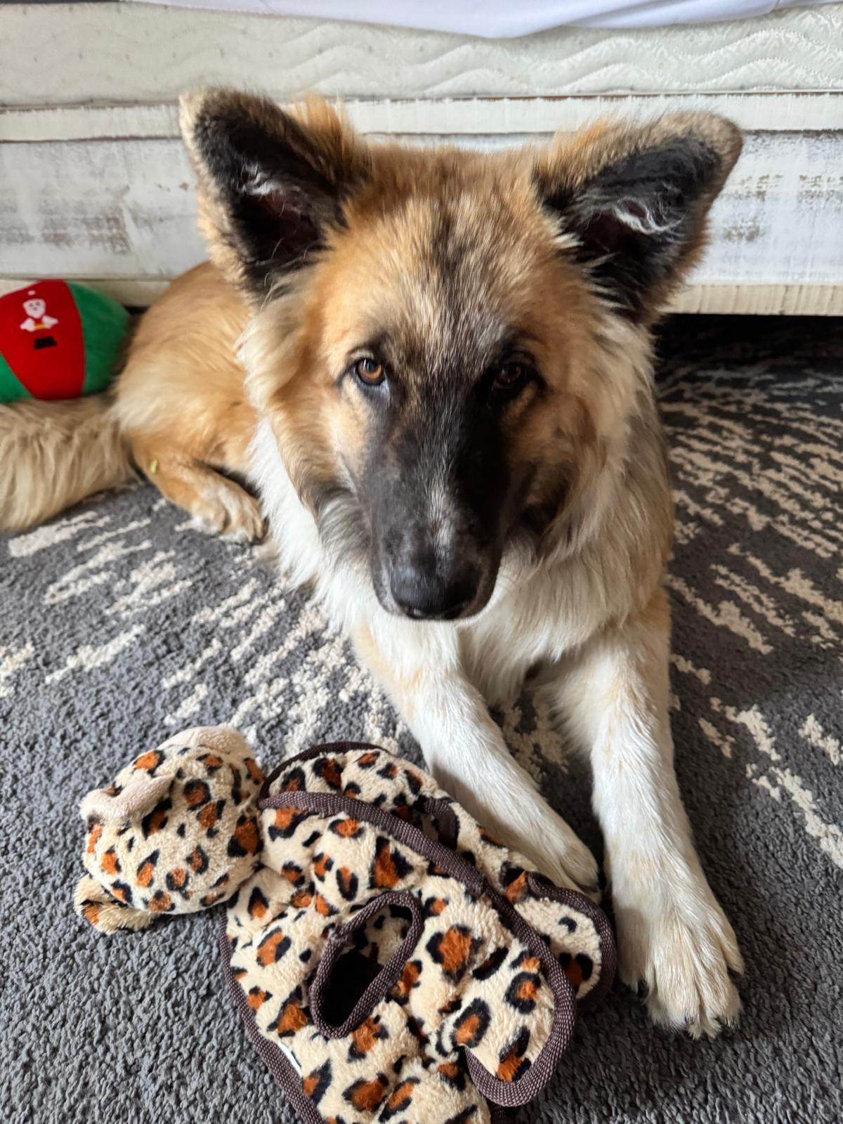 Enlarge Rudy, a ADOPTABLE mixed breed in Newmarket, ON image 4/5