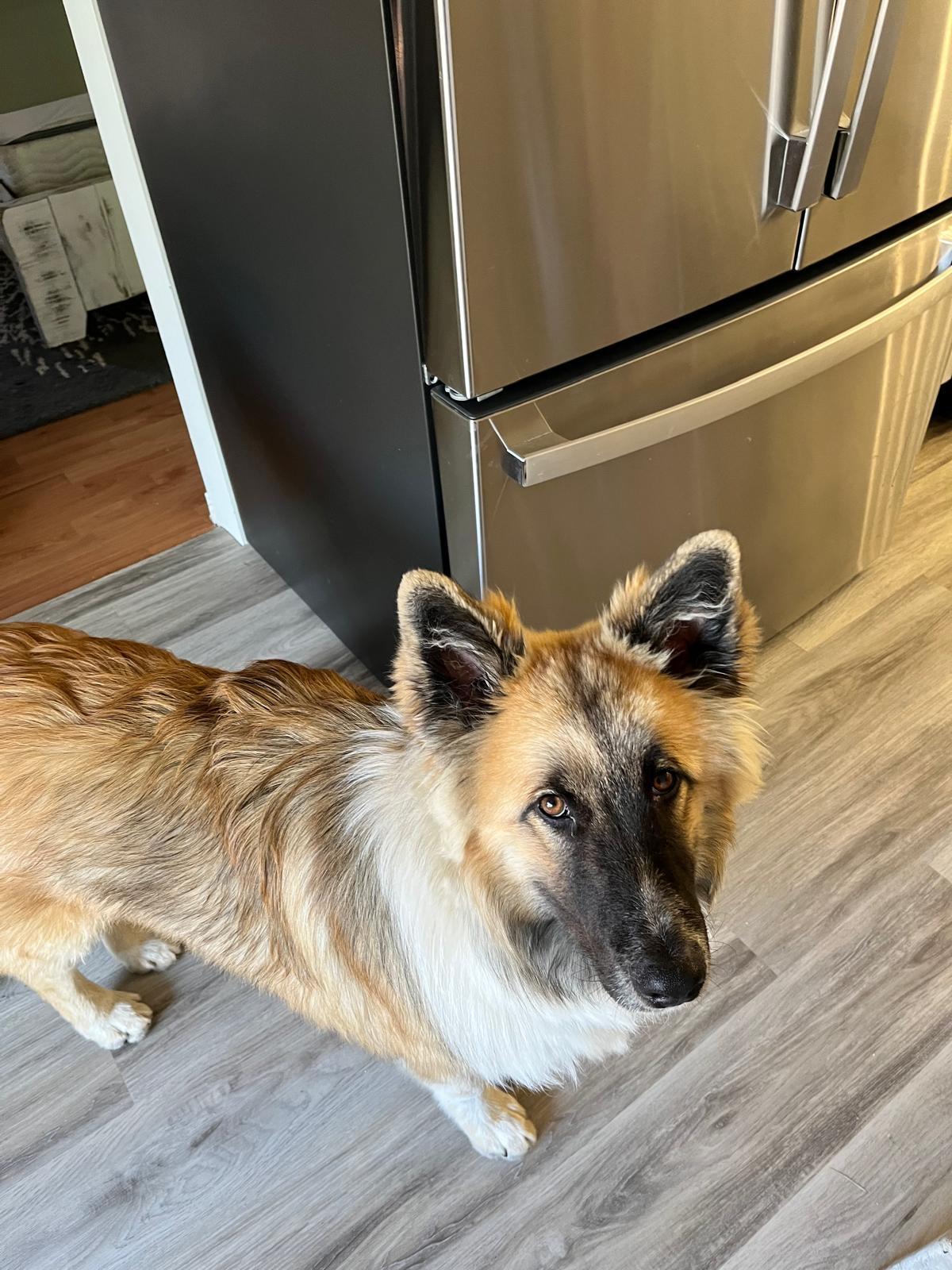 Enlarge Rudy, a ADOPTABLE mixed breed in Newmarket, ON image 2/5