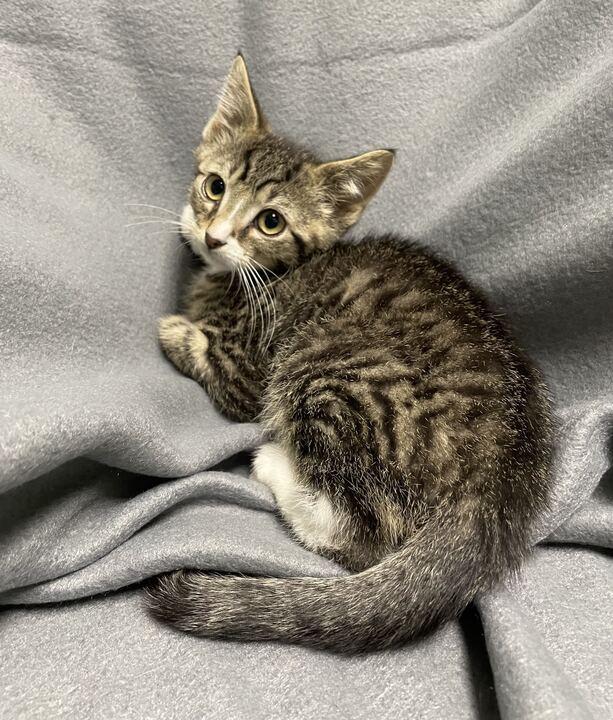 Enlarge Scar, an adoptable Domestic Short Hair in Jackson, MI image 1/4
