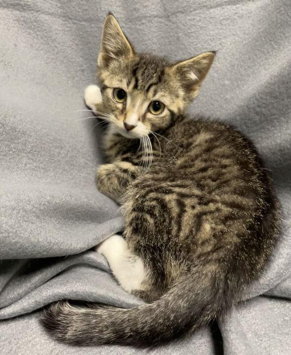 Enlarge Scar, an adoptable Domestic Short Hair in Jackson, MI image 2/4