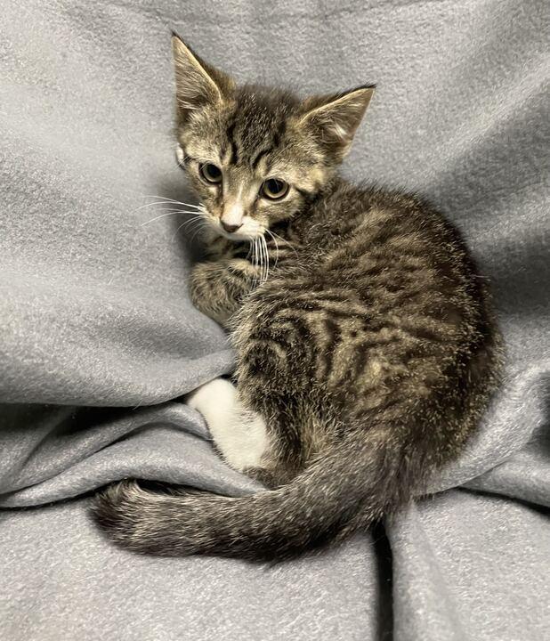 Enlarge Scar, an adoptable Domestic Short Hair in Jackson, MI image 4/4