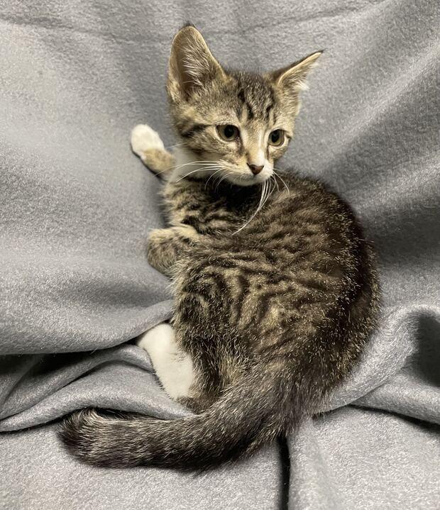 Enlarge Scar, an adoptable Domestic Short Hair in Jackson, MI image 3/4