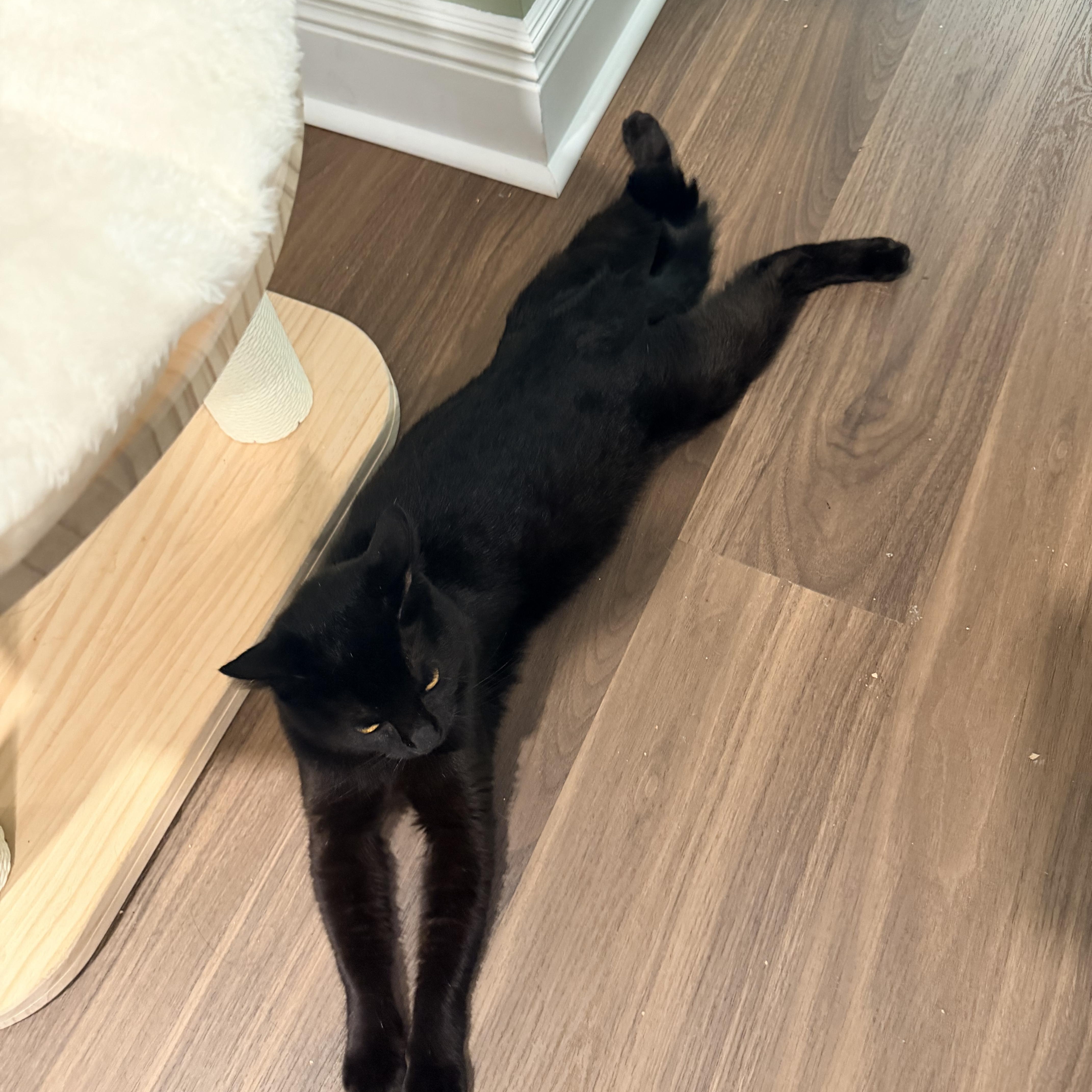 Bernie, an adopted Domestic Short Hair in Bellmawr, NJ image 1/3