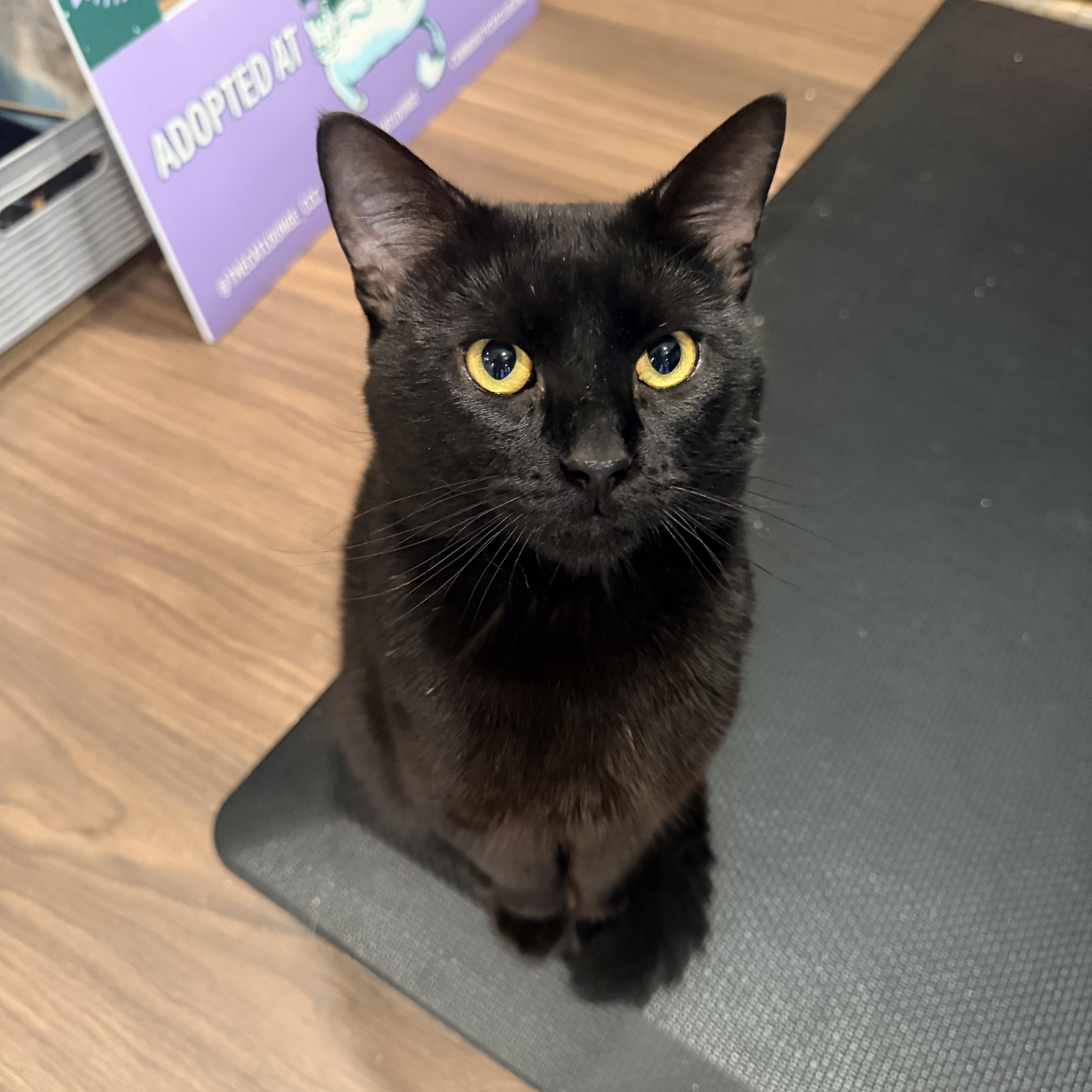 Bernie, an adopted Domestic Short Hair in Bellmawr, NJ image 2/3