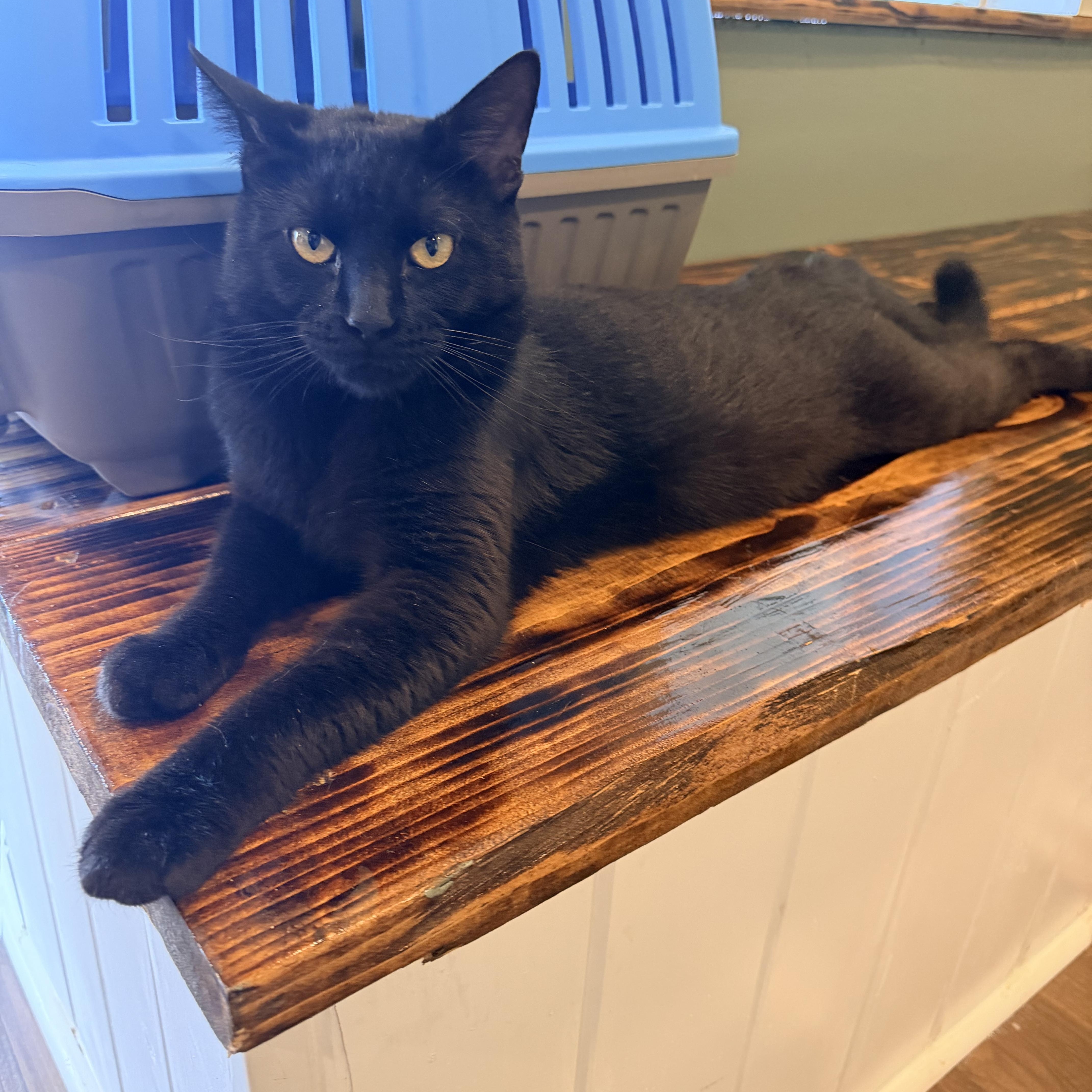 Bernie, an adopted Domestic Short Hair in Bellmawr, NJ image 3/3