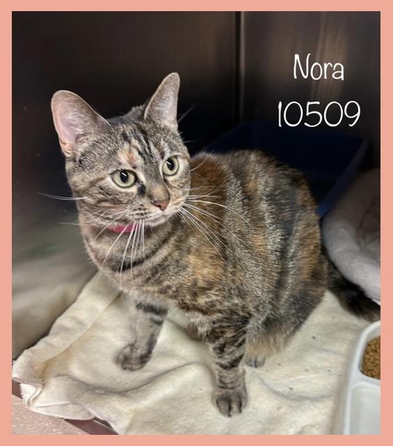 NORA