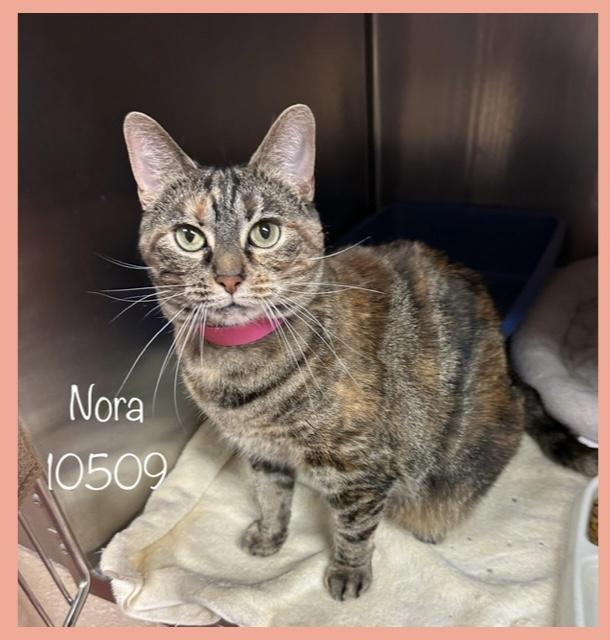 NORA