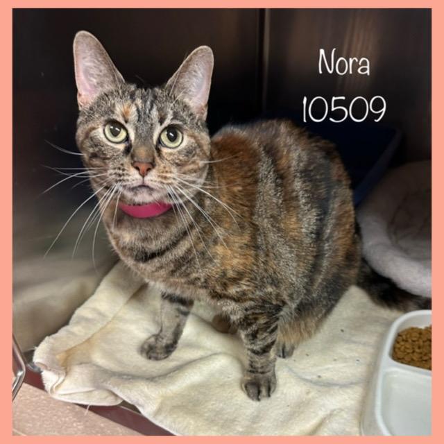 NORA