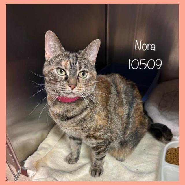 NORA