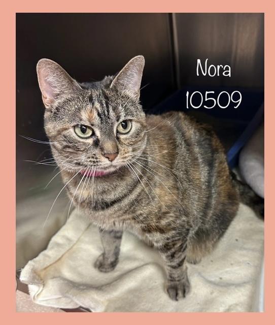 NORA