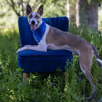 Quasi, adoptable, Adult Male Mixed Breed.