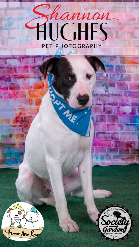 Clark, Adoptable, Young Male Labrador Retriever & Pit Bull Terrier.