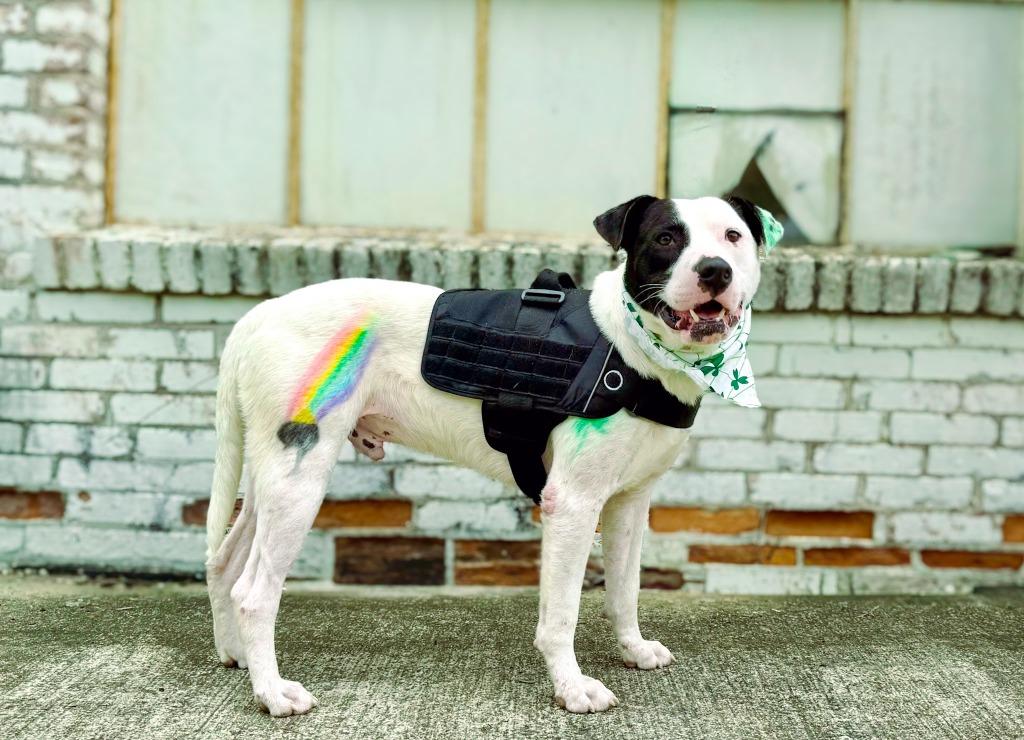 Enlarge Clark, a Adoptable mixed breed in Macon, GA image 2/6