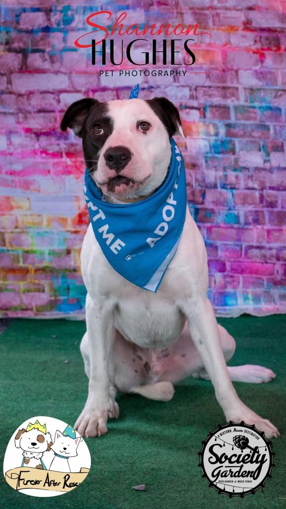 Enlarge Clark, a Adoptable mixed breed in Macon, GA image 3/6