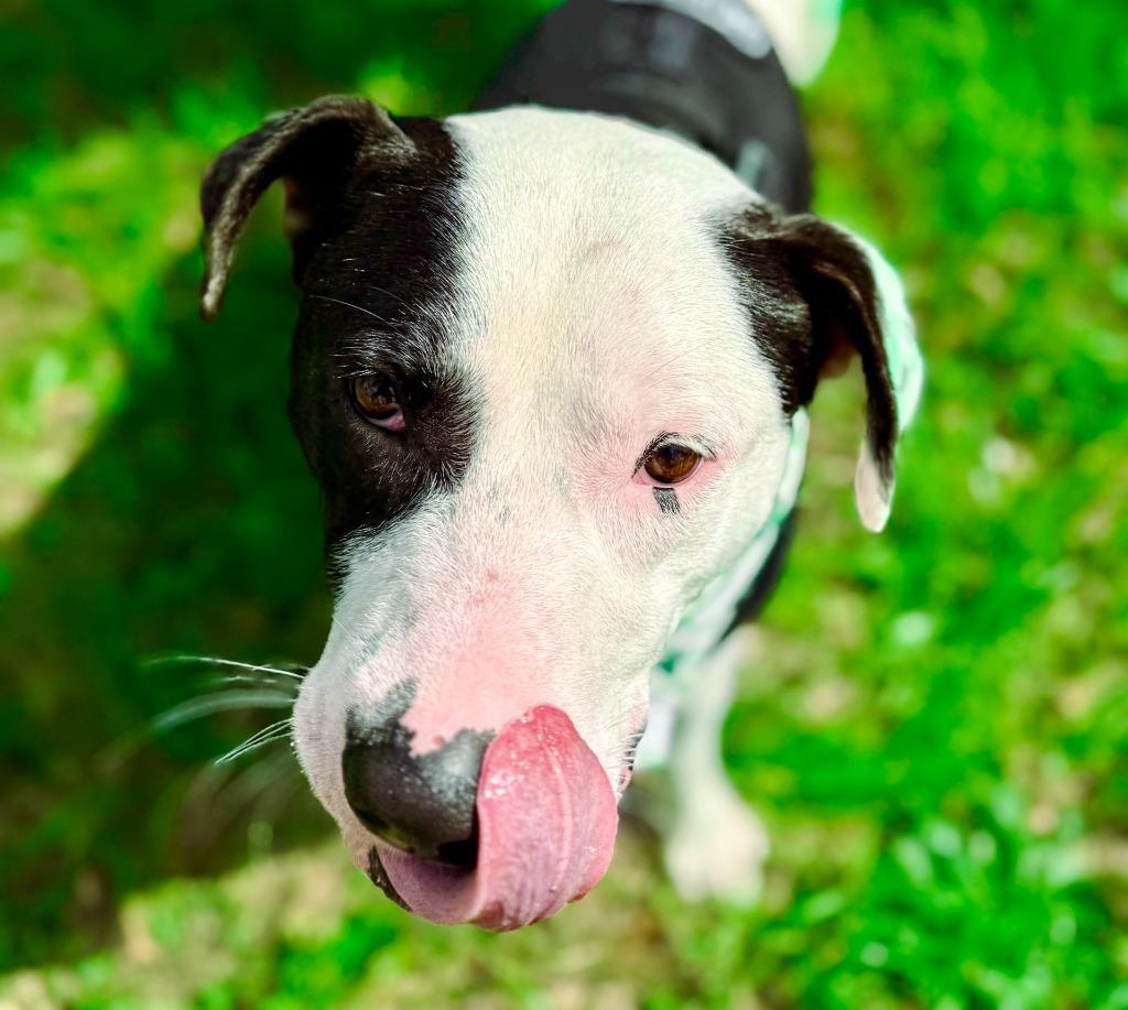 Enlarge Clark, a Adoptable mixed breed in Macon, GA image 4/6