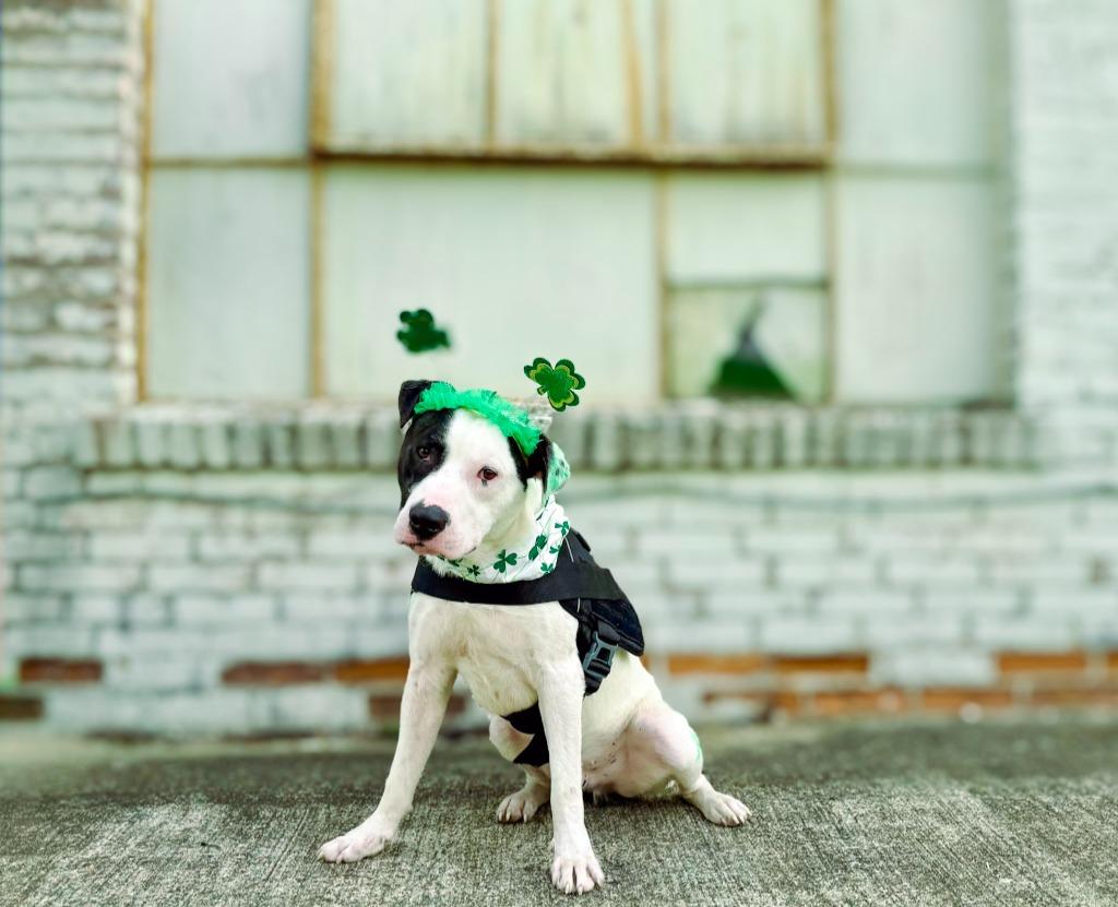 Enlarge Clark, a Adoptable mixed breed in Macon, GA image 5/6