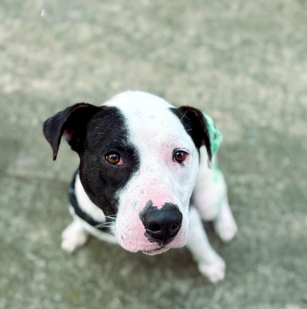Enlarge Clark, a Adoptable mixed breed in Macon, GA image 6/6