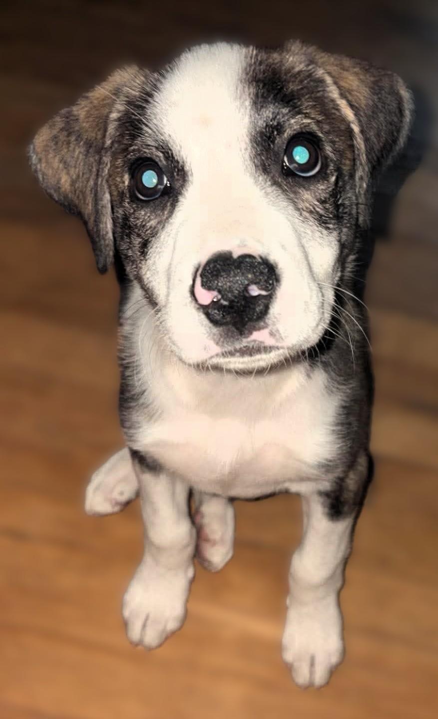 Balo, a ADOPTABLE Mixed Breed in Kansas City, MO image 3/3