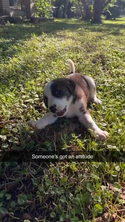 Enlarge Balo, a ADOPTABLE Mixed Breed in Kansas City, MO video 2/3