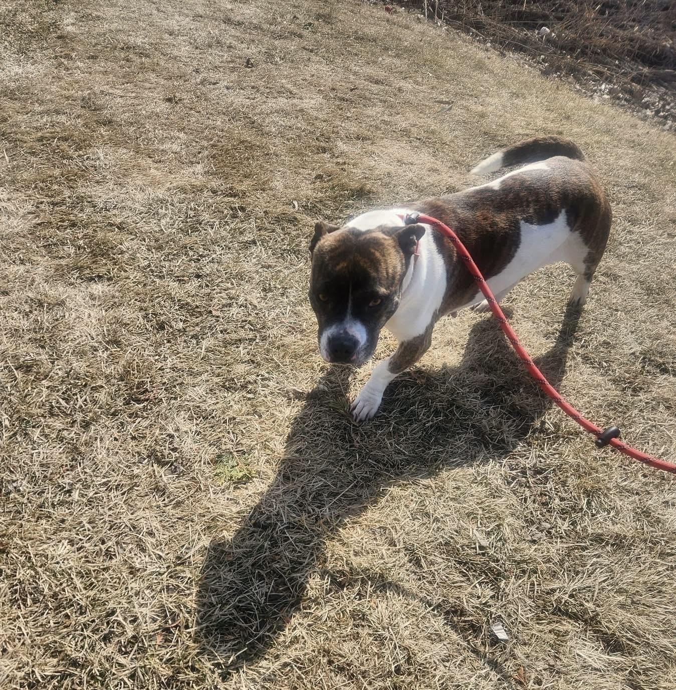 Margo, ADOPTABLE, Young Female Mixed Breed.