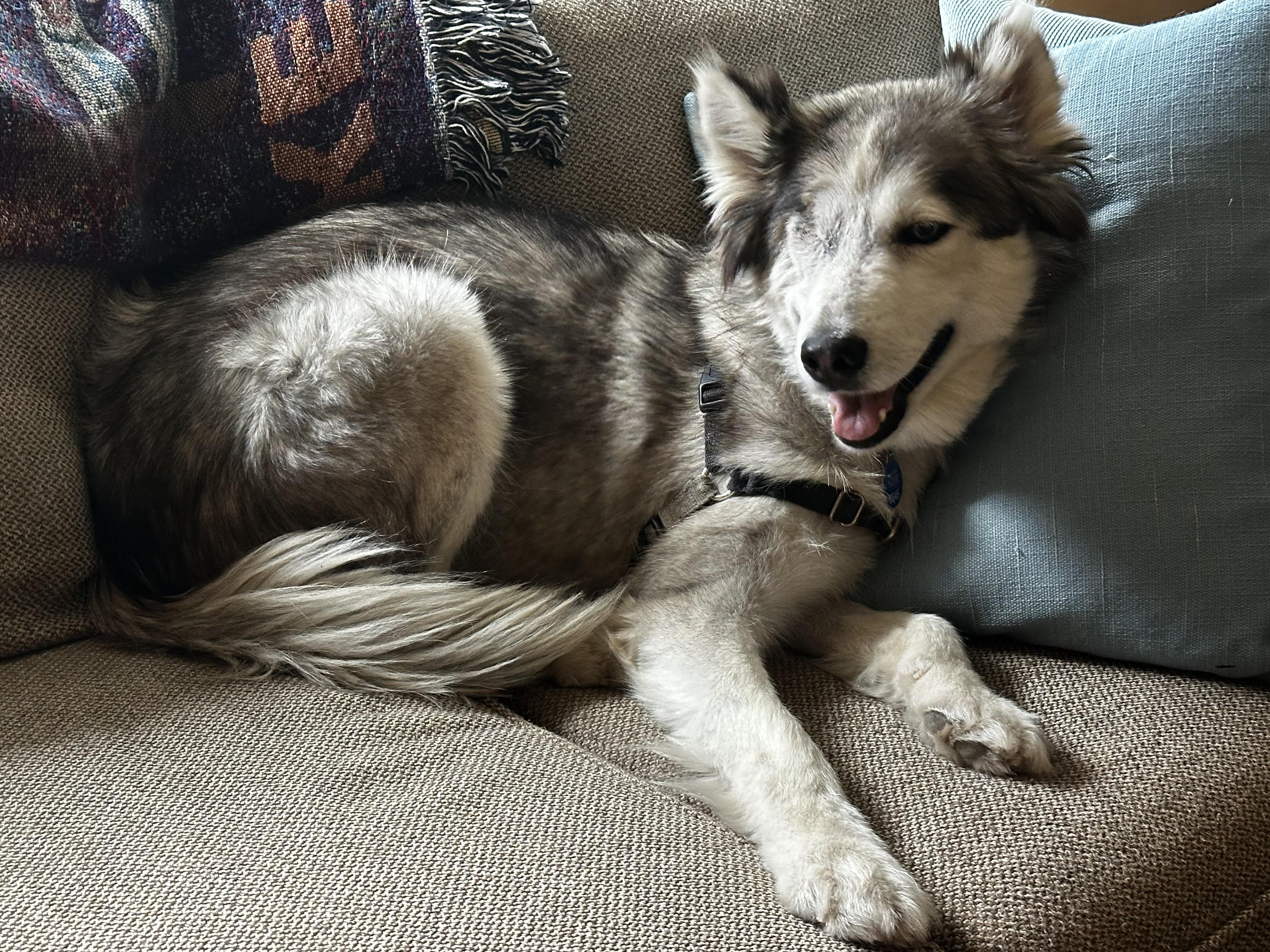 Winx, Adopted, Young Female Siberian Husky.