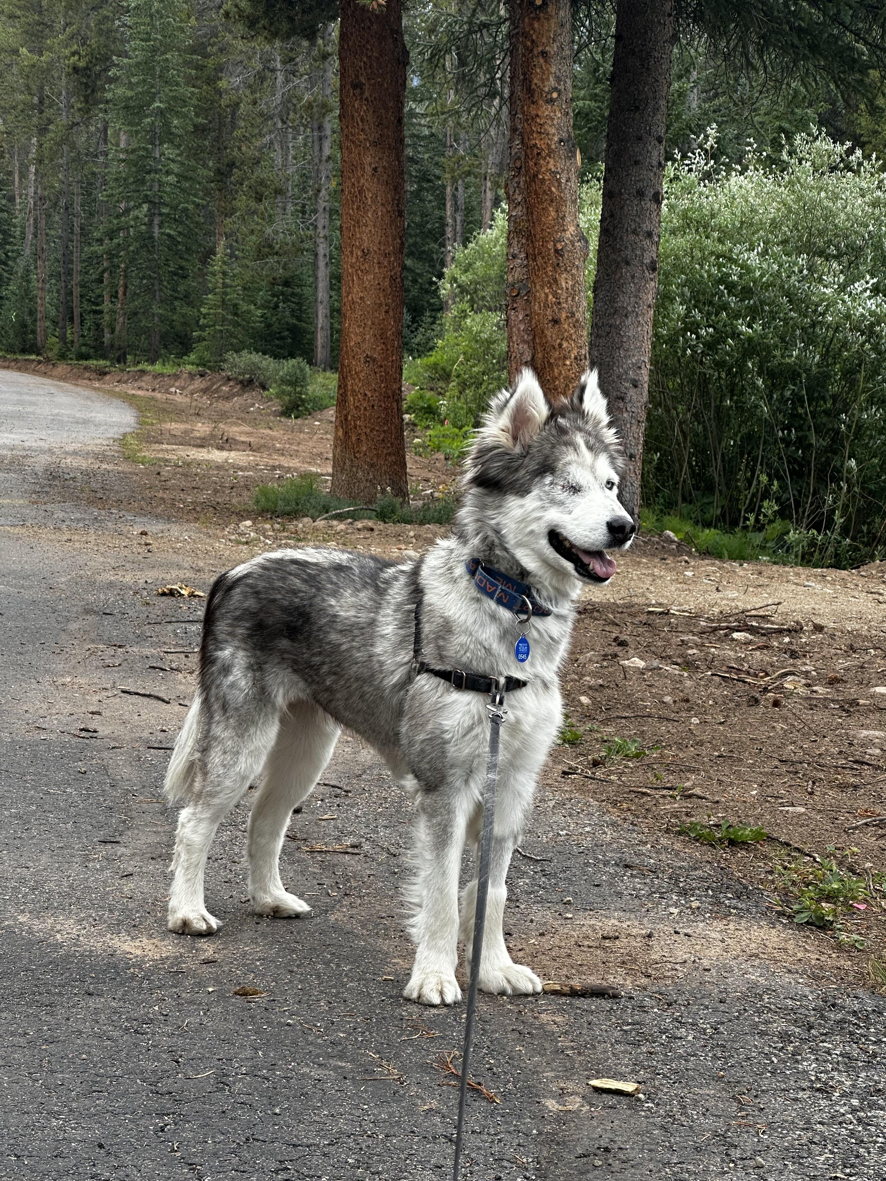 Winx, a Adopted Siberian Husky in Denver, CO image 4/5