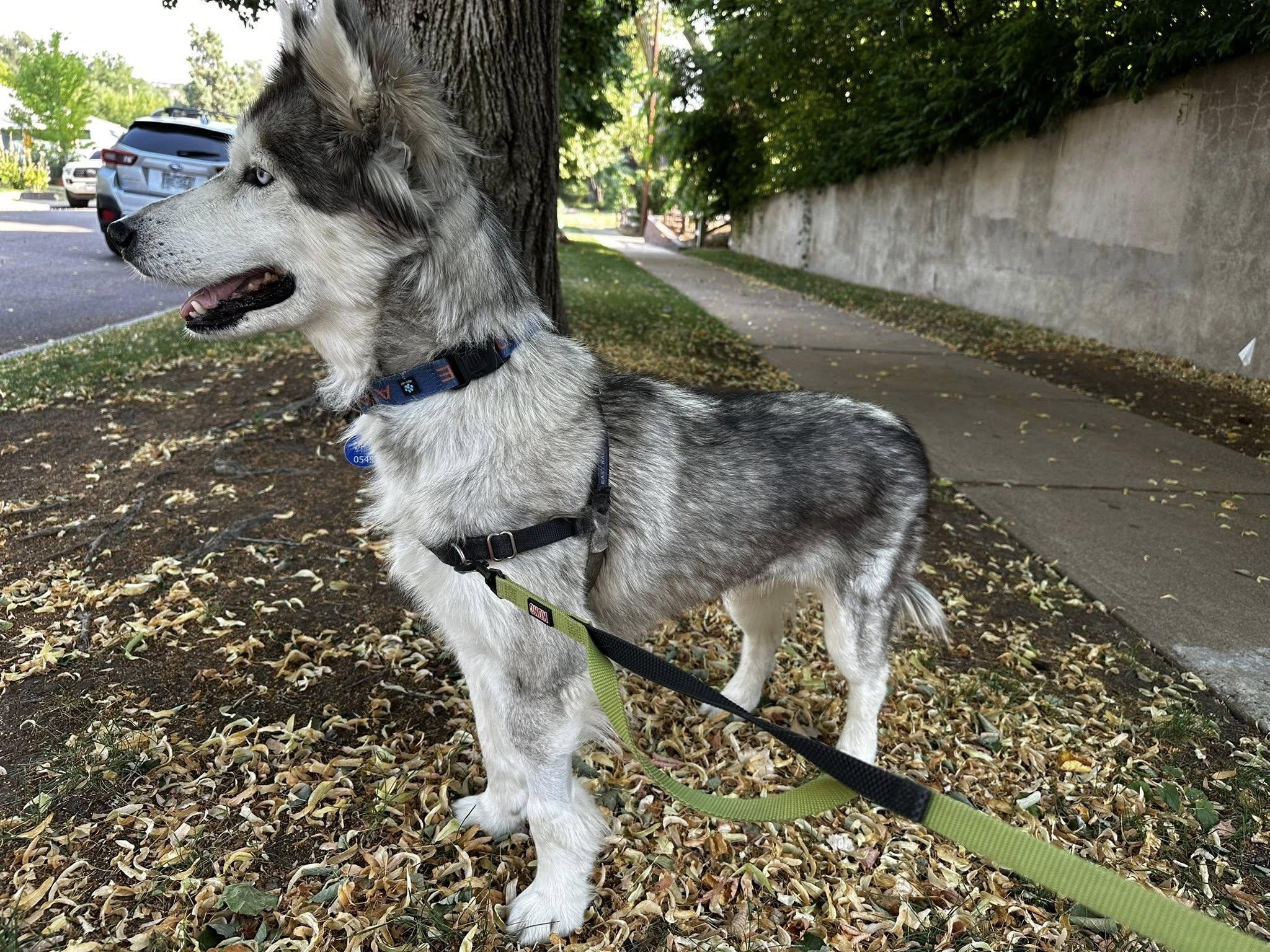 Winx, a Adopted Siberian Husky in Denver, CO image 5/5