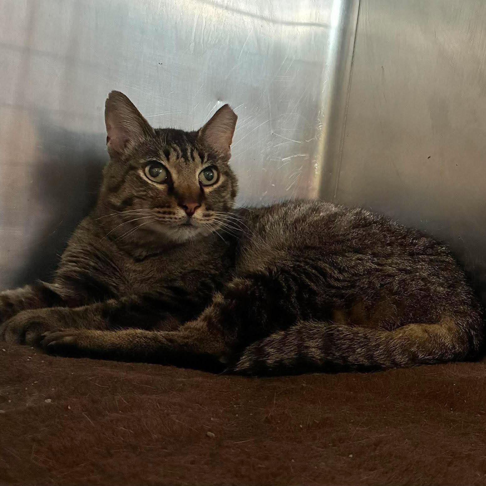 Enlarge Spencer, a Adoptable mixed breed in Petersburg, IL image 2/2