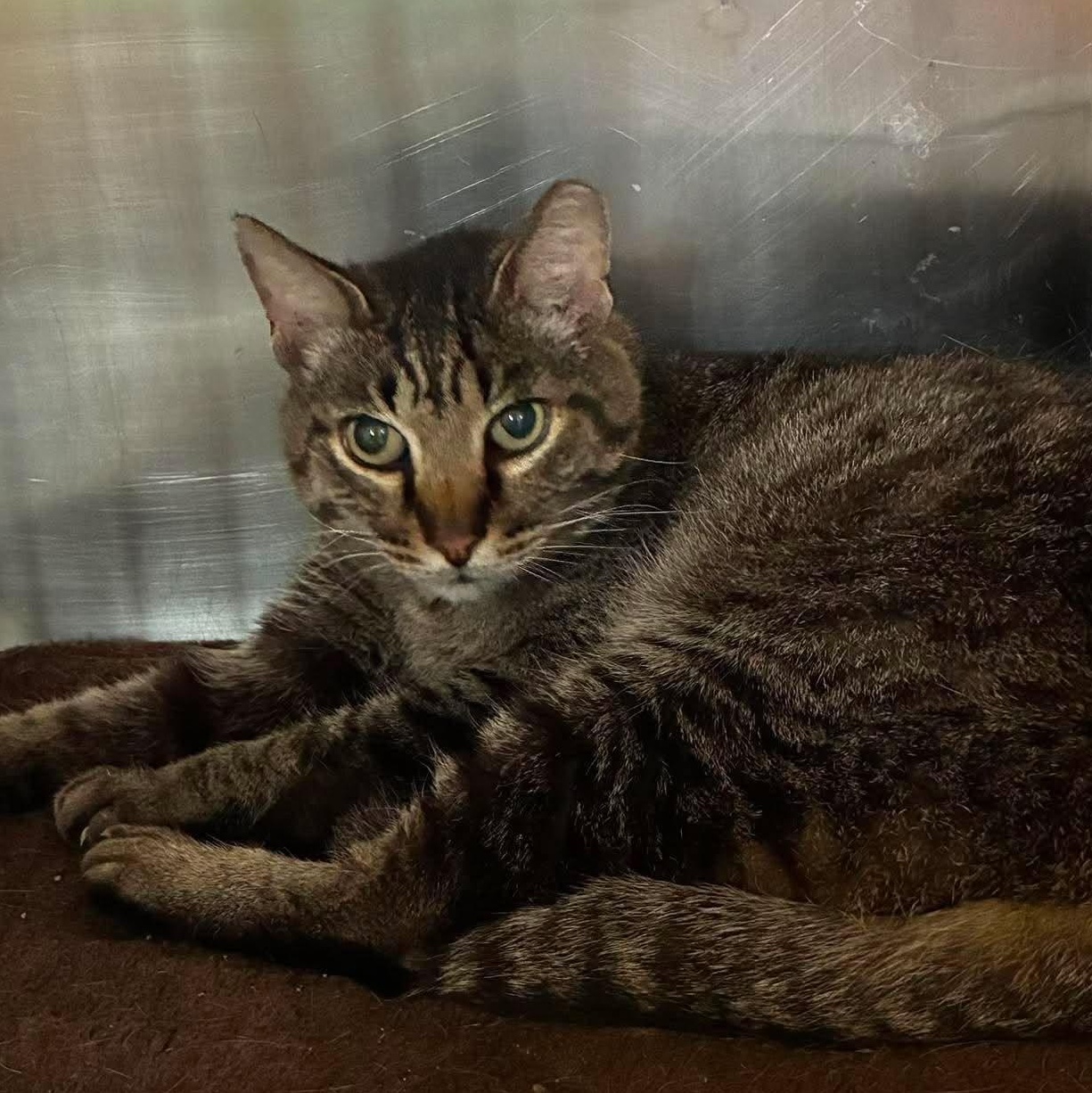 Spencer, Adoptable, Senior Male Tabby & Domestic Short Hair.