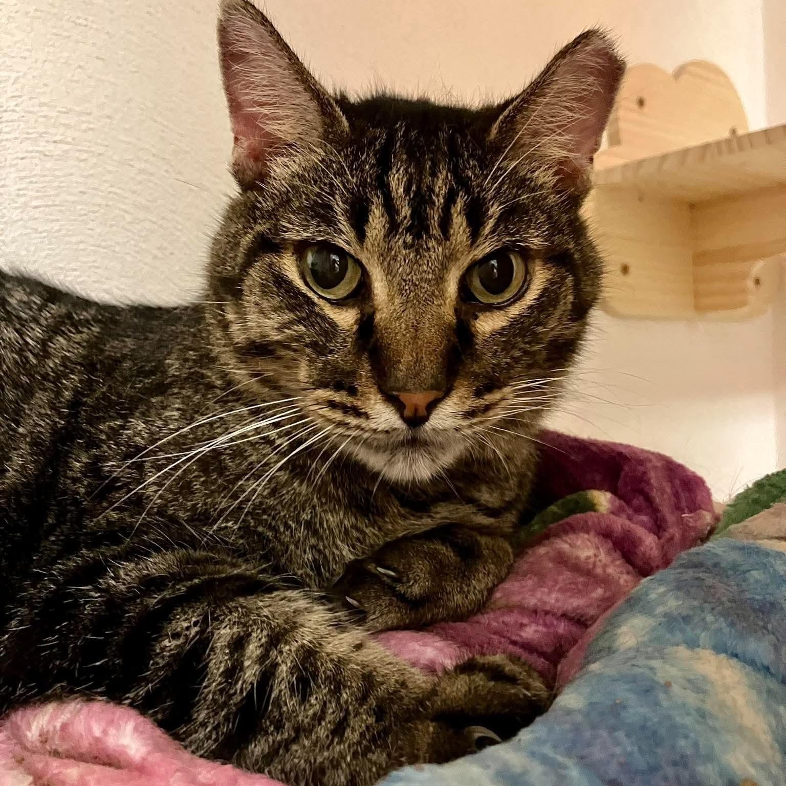 Spencer, Adoptable, Senior Male Tabby & Domestic Short Hair.