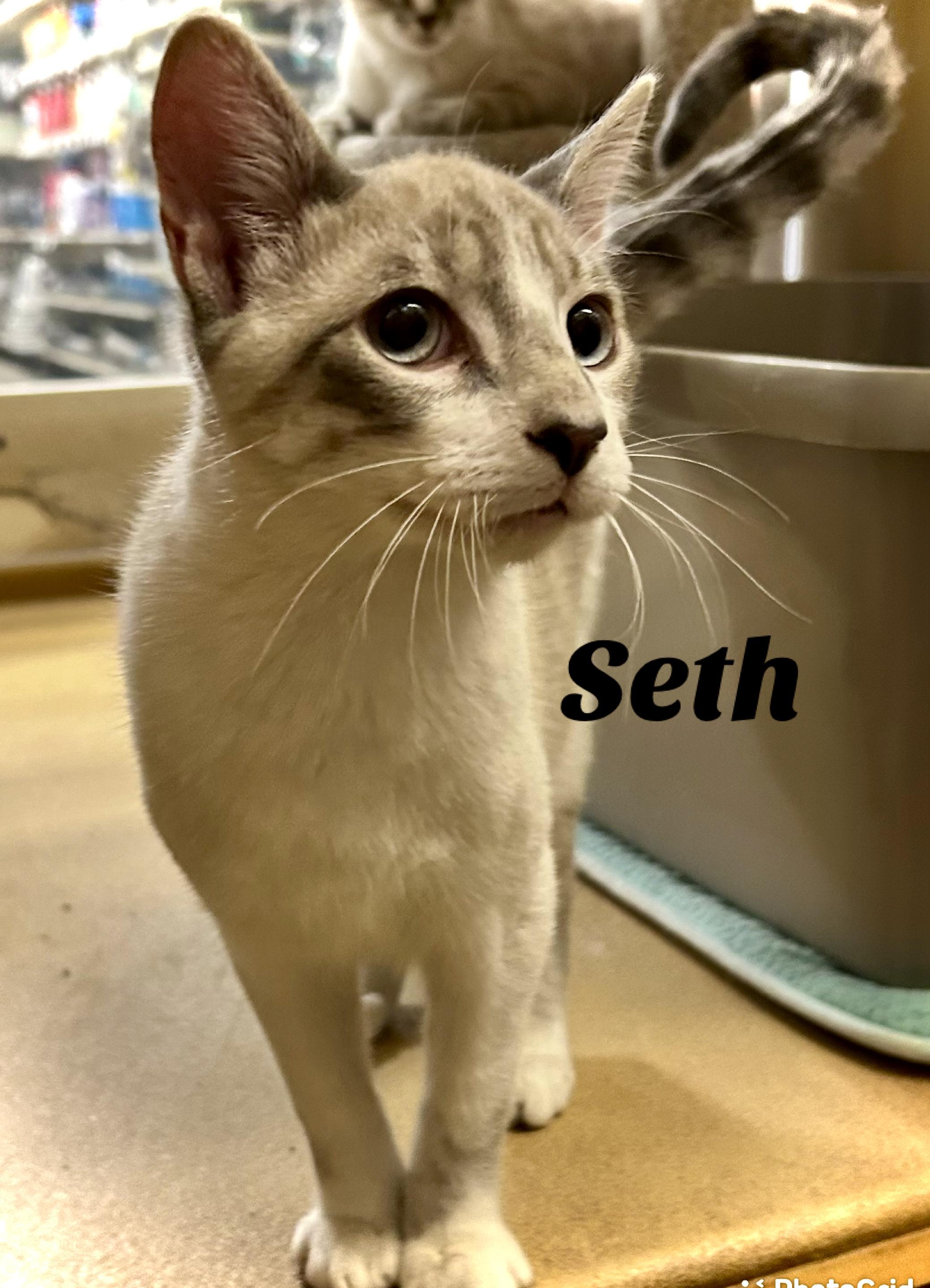Enlarge Seth, an adopted Siamese in Owasso, OK image 1/1