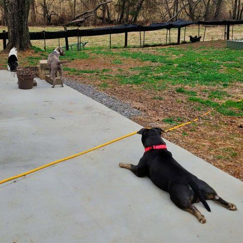 Liz, a Adoptable mixed breed in Georgetown, KY image 1/5