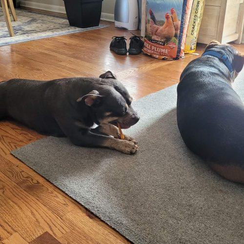 Liz, a Adoptable mixed breed in Georgetown, KY image 2/5