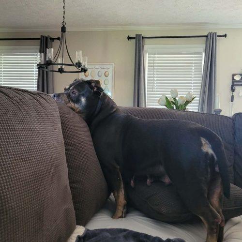 Liz, a Adoptable mixed breed in Georgetown, KY image 3/5