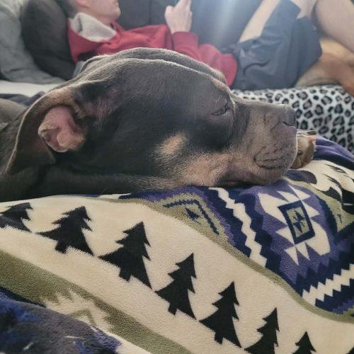 Liz, a Adoptable mixed breed in Georgetown, KY image 4/5