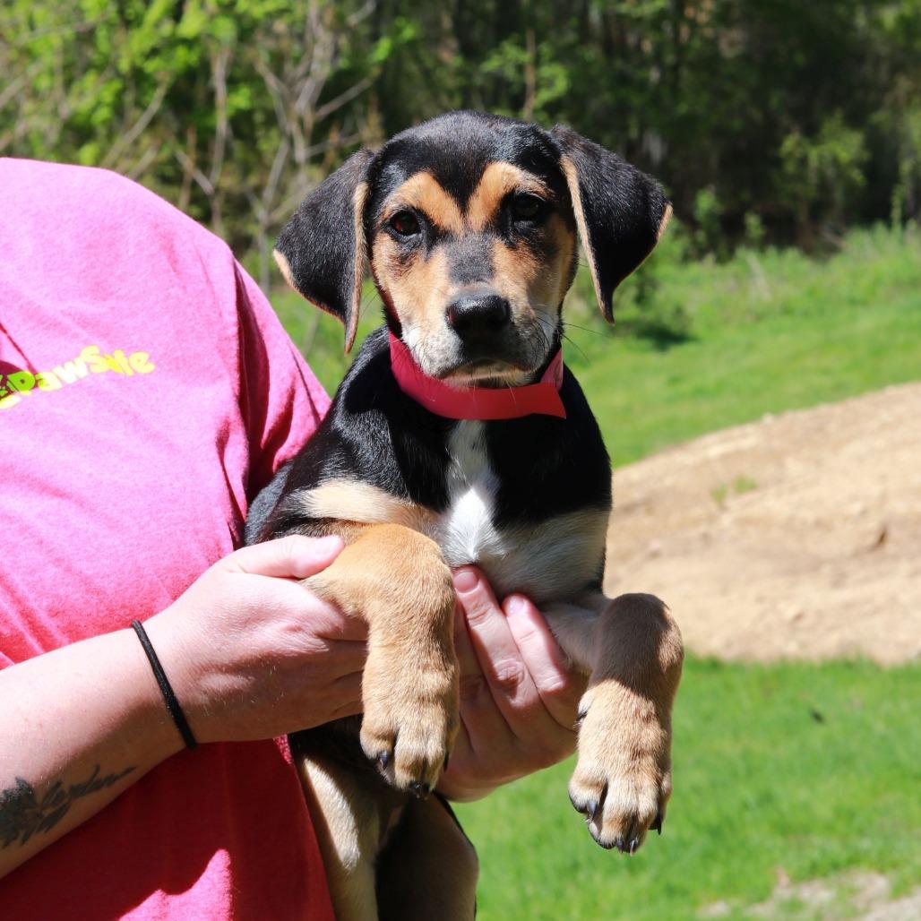 CT Reba avail May 17 (Verizon Wireless- Dayville, CT), Adoptable, Puppy Female Hound & Mixed Breed.