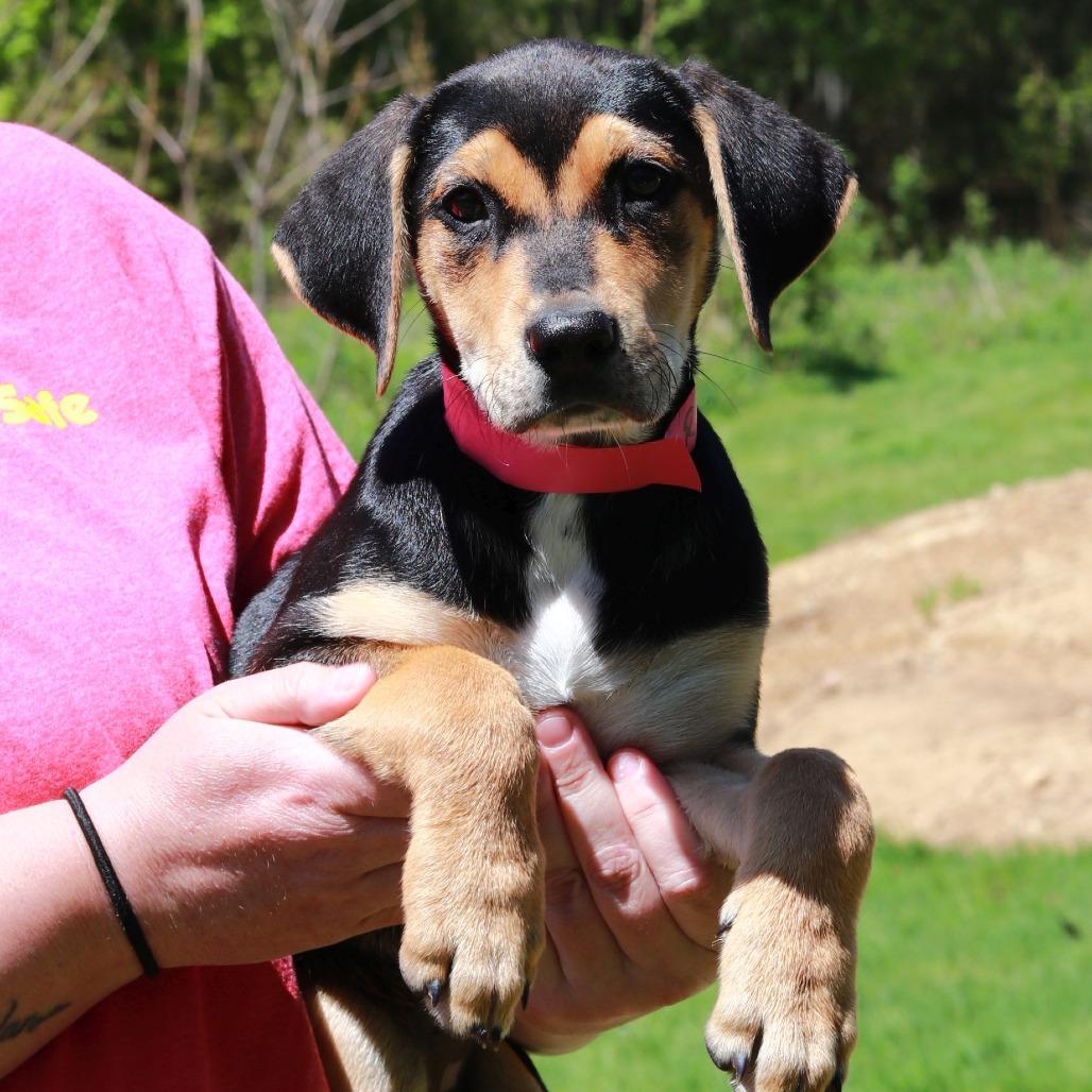 Enlarge CT Reba avail May 17 (Verizon Wireless- Dayville, CT), a Adoptable mixed breed in Eastford, CT image 2/2