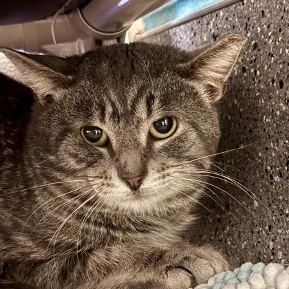 Enlarge Lover Boy, a ADOPTABLE Domestic Short Hair in Lansing, MI image 1/1