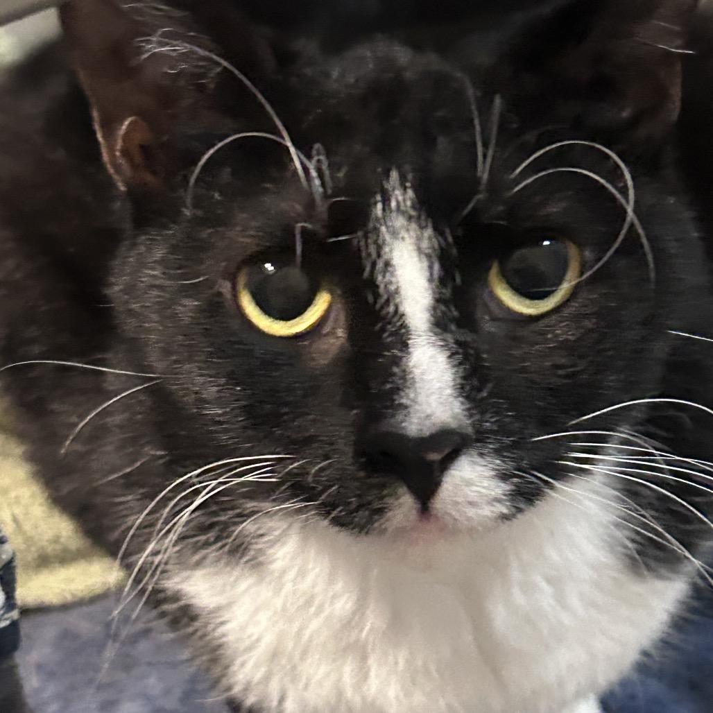 Enlarge Cherry, a Adoptable Domestic Medium Hair in Greensboro, NC image 2/3