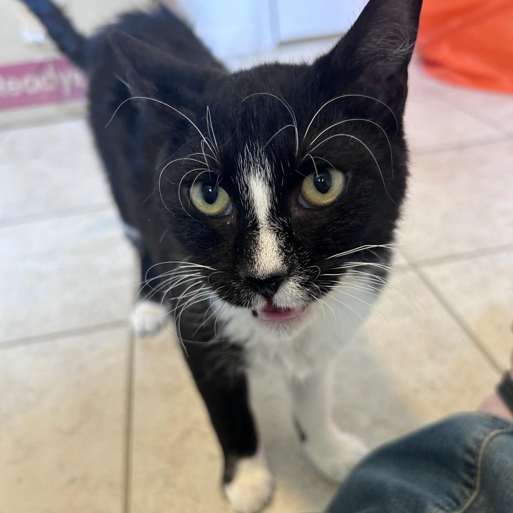 Enlarge Cherry, a Adoptable Domestic Medium Hair in Greensboro, NC image 3/3