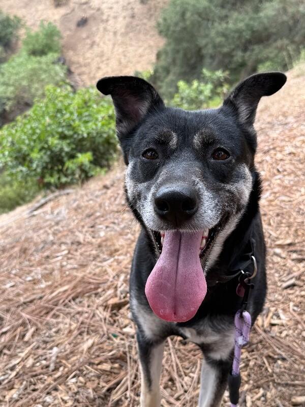 Winnie, Adoptable, Adult Female German Shepherd Dog & Mixed Breed.